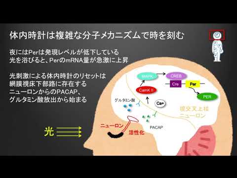 【生物学レベル★★★★★】その仕組みと狂った場合のリセット方法を詳しく解説