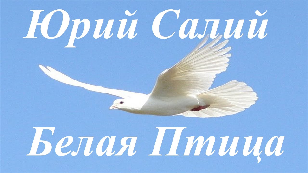 Песня белые птицы хромов. Белые птицы России. Хорошие жены белая птица.