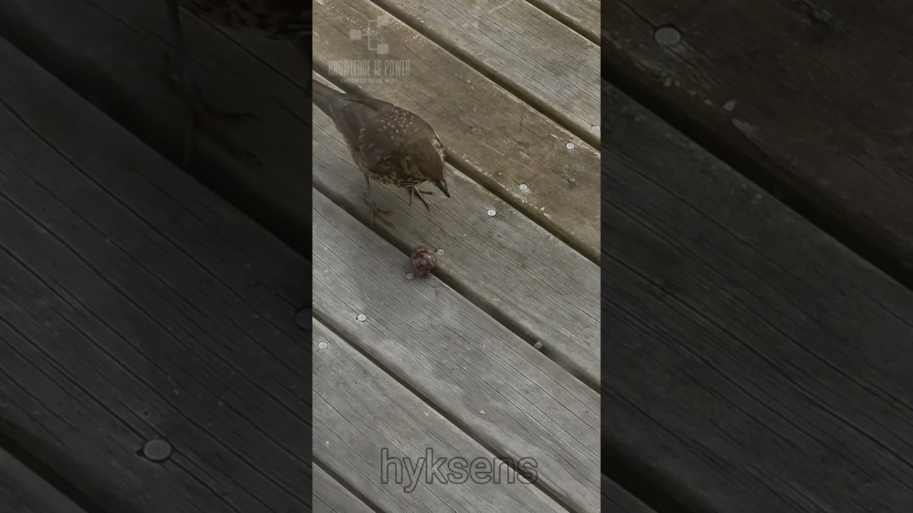 Bird cracking skills 