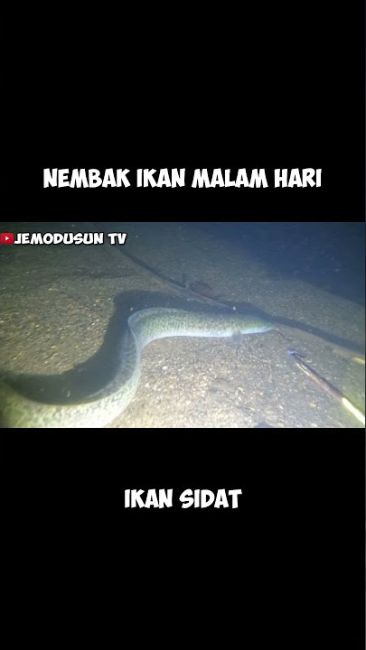 nembak ikan sidat