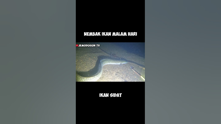 nembak ikan sidat