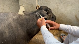 buffalo skin disease | skin allergy treatment at home by veterinary doctor