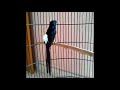 Murai Batu Medan Gacor Burung Juara Super Galak Omkicau(.mp3 .mp4) Mp3 - Mp4 Download