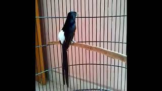 Murai Batu Medan Gacor | Burung Juara | Super Galak
