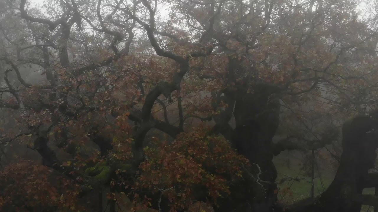 Major oak - YouTube