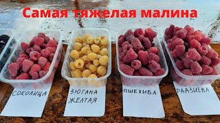 Малина Пшехиба  Радзиева Соколица