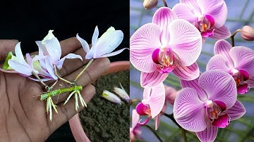 How to propagate orchids from branches faster than ever | How to grow orchid plant from branch