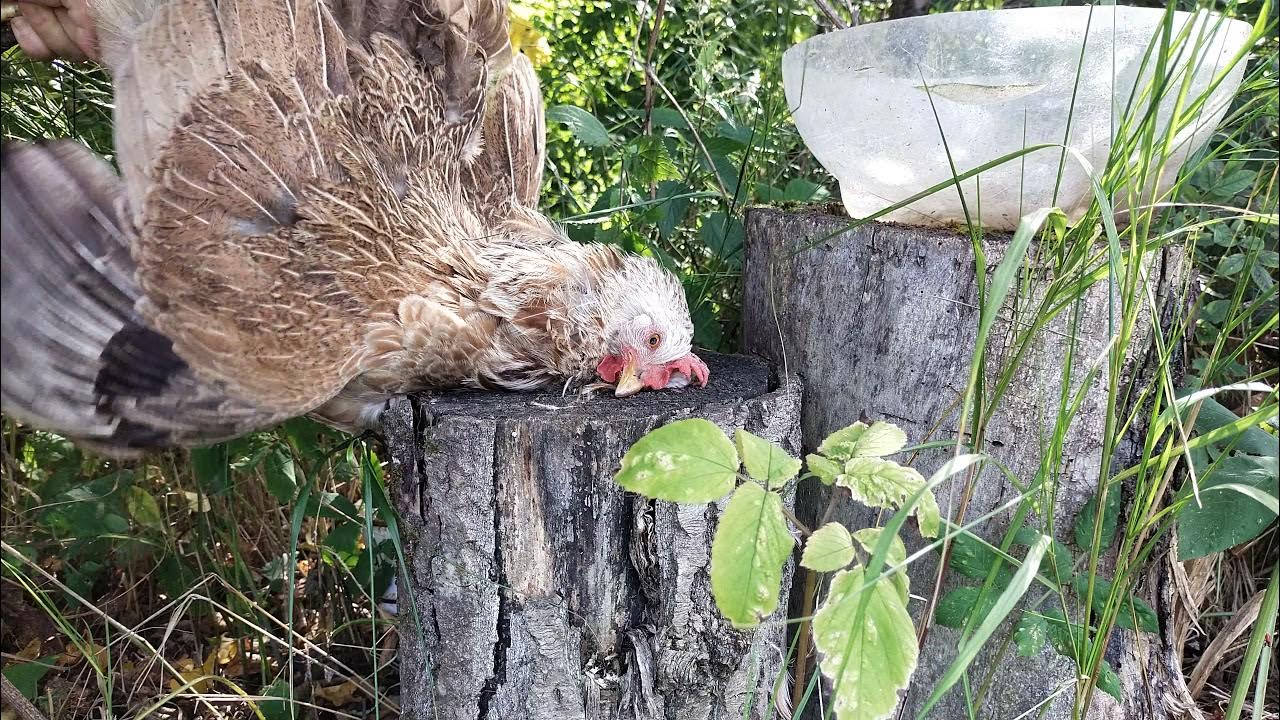 дерево срублено петушиный. лесоруб рубит. спил деревьев целиком. фигуры из пней. к чему сниться рубить курей.