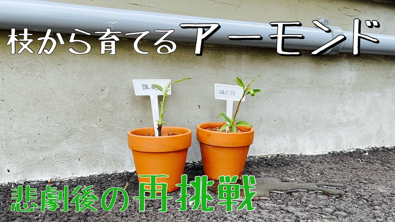 アーモンドの木を育ててみた【再挑戦】 - YouTube