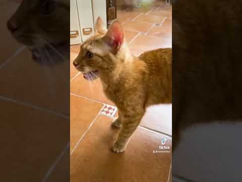 Что случилось с Симбой?😱