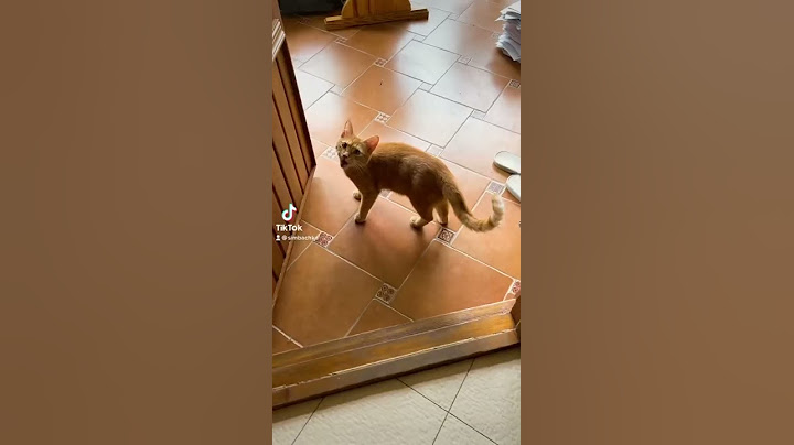 Что случилось с Симбой?😱