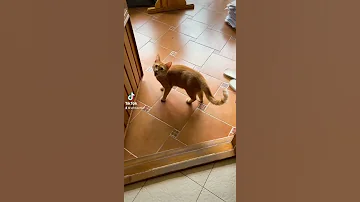 Что случилось с Симбой?😱