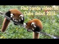 八木山レッサーリポート108 レッサーパンダ 赤ちゃん 公開 Red panda Cub (Baby) at Yagiyama zoo Video_108 八木山動物公園