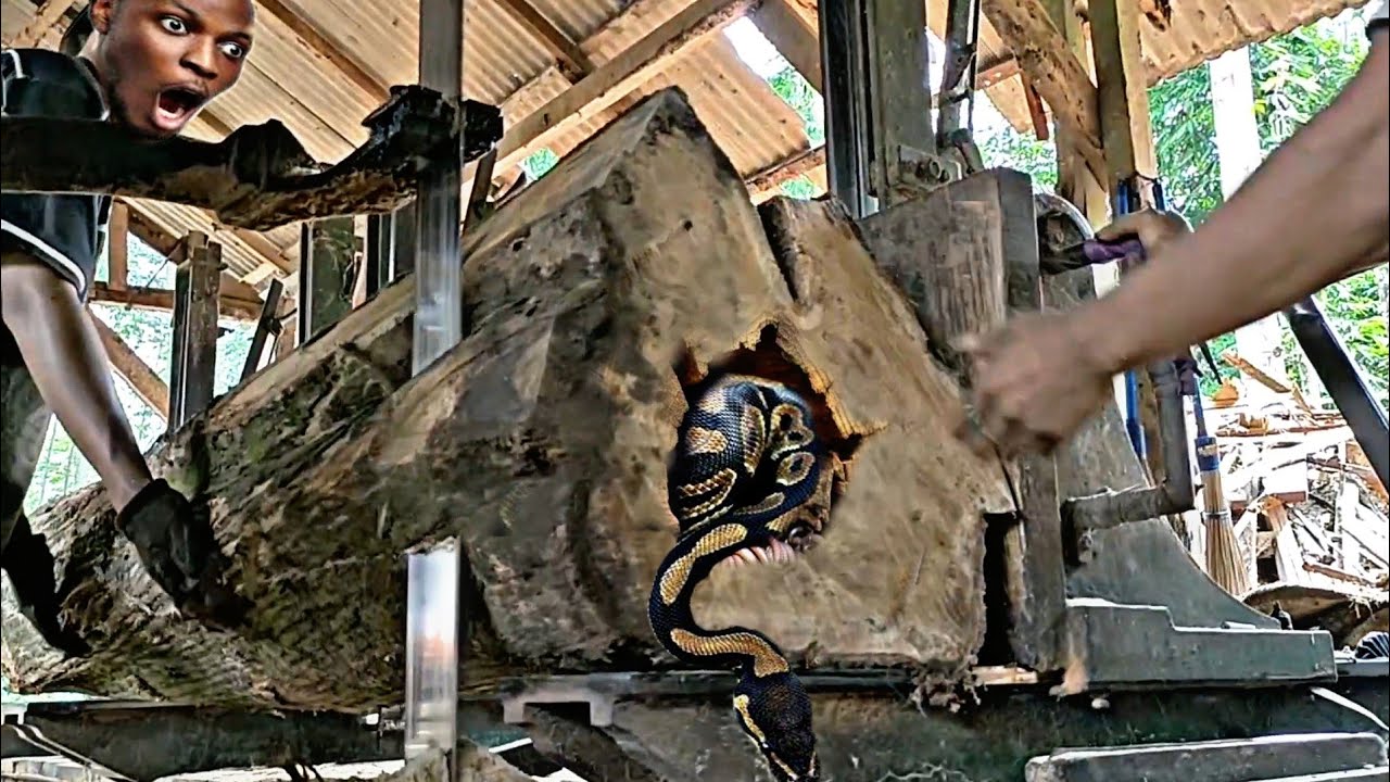 Lumber mill!!! the process of sawing large and sacred teak wood planks ...