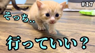 人馴れしすぎ野良ママが産んだ子猫…やはり警戒心ゼロ