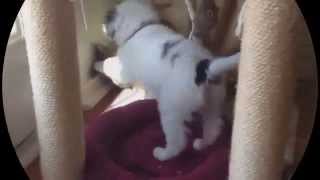 Смешное видео с Животными ★★★ Смешные Животные смотреть Смешное видео с Животными ★★★ Смешные Животные смотреть