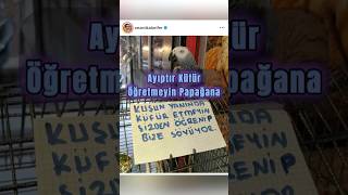 Bu Notu Yazdığına Pişman Oldu Papağana Gelen Yorumlar