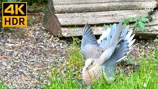 Can't Believe it. The dove displays like a peacock - Birder King Clips(4K HDR)