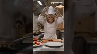 Monkey Chef Disaster! Kitchen EXPLODES 😂🐒🔥#FunnyMonkey #MonkeyChef #CookingChaos