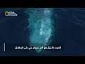 وثائقي الحوت الأزرق سبحان الله 