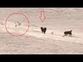 Tibetan mastiffs vs wolves, leopards, bears and lynx ( Nonstop action)!!!