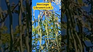 Moringa🌴 Drumstick @paramknowledge #vlog #recipe #food #vegetables #kitchen #trending #shorts