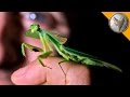 Incredible Leaf Mantis!