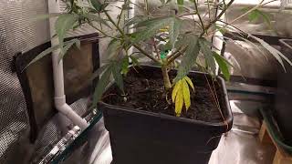 week 5 flower, exodus cheese, week 3 flower, mint chocolate og,