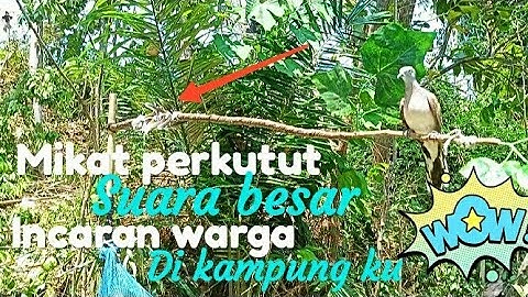 Mikat Burung perkutut suara besar..!! incaran warga kampung 👍👍