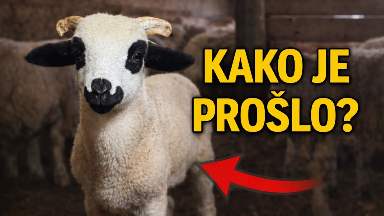 Sezona jagnjenja je završena – nije bilo savršeno, zato smo kupili novog ovna