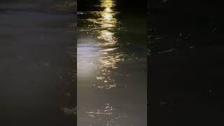 Snake Swept Away During Intense Flood Incident