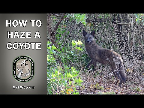 How to Haze Coyotes