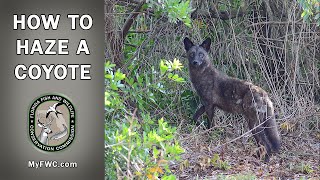 How to Haze Coyotes