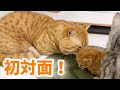 【感動】パパ猫と子猫の初対面の結果が...！Father Cat and Baby Kitten💓【生後27日目】