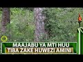MAAJABU YA MTI HUU TIBA ZAKE HUWEZI AMINI MAAJABU YA MTI HUU TIBA ZAKE HUWEZI AMINI