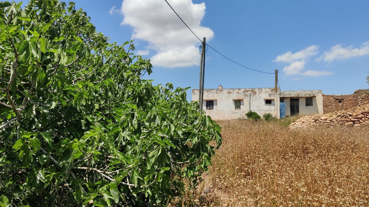 أرض للبيع محفظة بالمنزل🏡والبير والأشجار 🌲 والكهرباء بتمن هوتة باولاد حمدان إقليم الجديدة