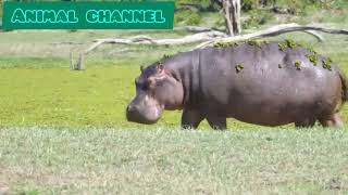 Wild Animal Sounds \/ Horse ,Cow ,Duck ,Dog ,Hen ,Cat ,Elephant,....\/ Animal Moments