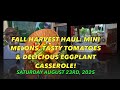 August Harvest Haul: Mini Melons, Tasty Tomatoes & Delicious Eggplant Casserole!