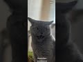 Музыкальная кошка Сима "реально" запела) shorts