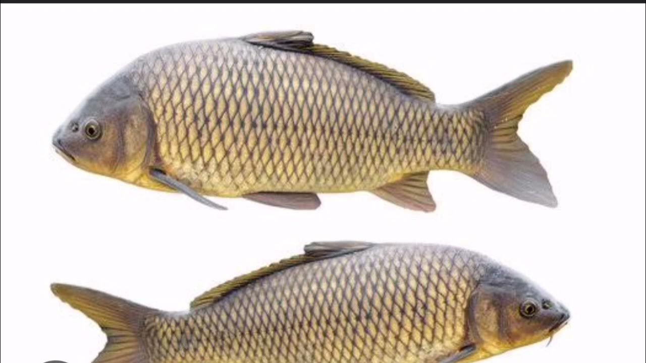 Katta jinsiy olatni porno suratlari