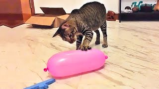 Funniest Cats 😹 - Don't try to hold back Laughter 😂 - Funny Cats Videos #8