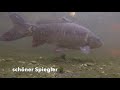 underwater with carps/kois