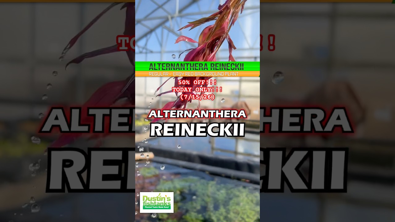🚨 50% OFF 🚨 Alternanthera Reineckii “Regular” TODAY ONLY (7/15/26)