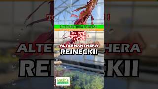 🚨 50% OFF 🚨 Alternanthera Reineckii “Regular” TODAY ONLY (7/15/26)