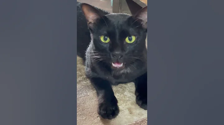 Video 9919081: cat funnycats kitten cutecat, cat kitten cute funnycats, cat kitten cutecat funny, cats kitten cute black