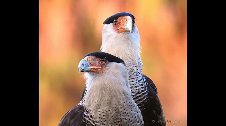 Crested Caracaras by Dr. Joan Morrison