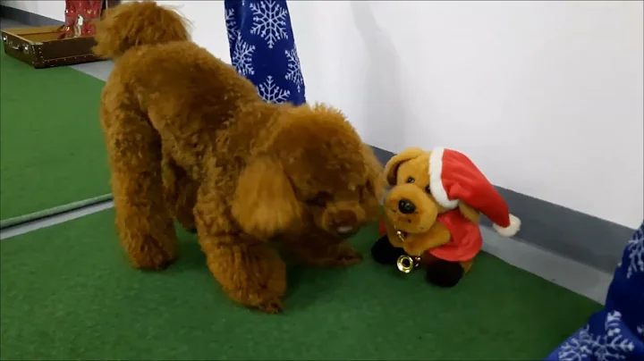 Uzi Kaldiniai nuotykiai 2022. Smart dog Christmas ...