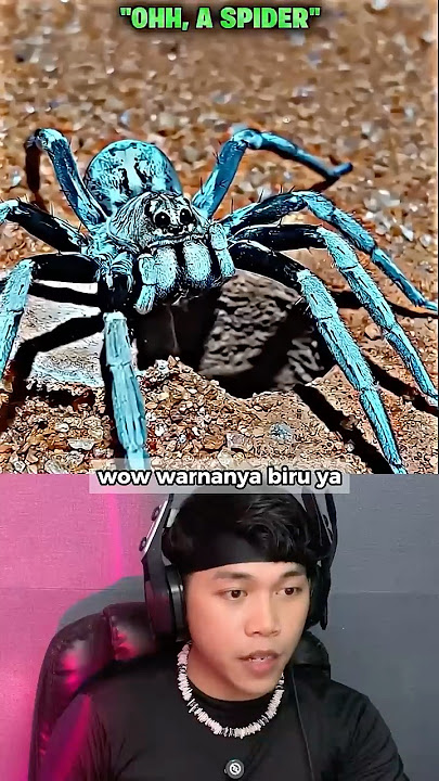 This is what the world's rarest spider looks like 😱 #shorts