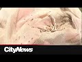 Edmonton seeing smaller insect populations