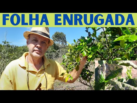 Video: Signs Of Citrus Leaf Miners - Manejo de los mineros de hojas de citrella en el jardín